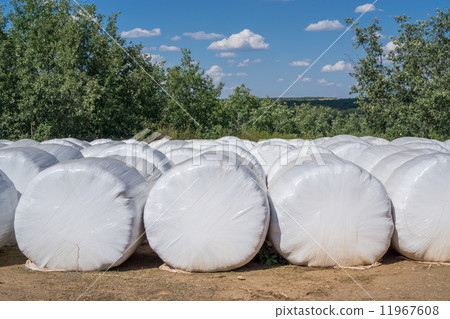 Bales of straw Bales of straw 11967608