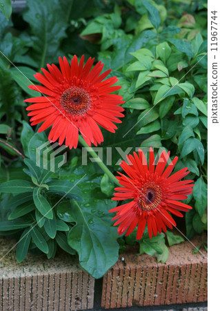 非洲菊紅花花語言是“神秘”“挑戰” 非洲菊紅花花語言是“神秘”“挑戰” 11967744