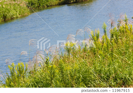 Scenery of river side of fall 11967915