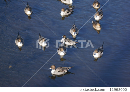 Tailed duck flock 11968000