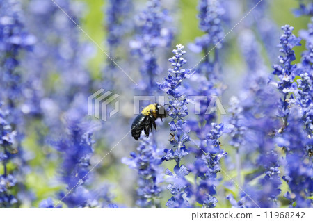 大黃蜂 11968242