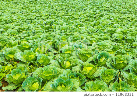 Cabbage field 11968331