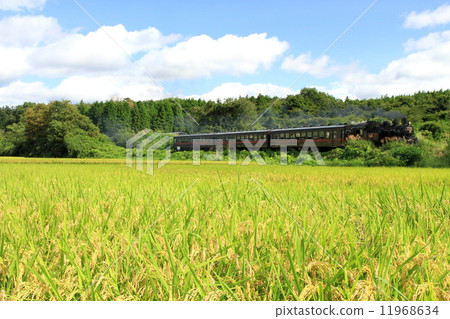 Moka Railway “Autumn sunny rural scenery and SL Moka” 11968634