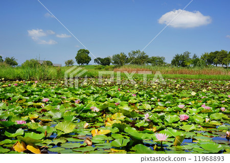 睡蓮和雲 11968893