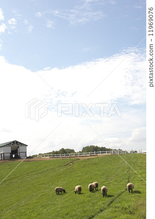 New Year's card material sheep New Year's card material sheep 11969076