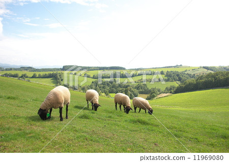 New Year's card material sheep New Year's card material sheep 11969080