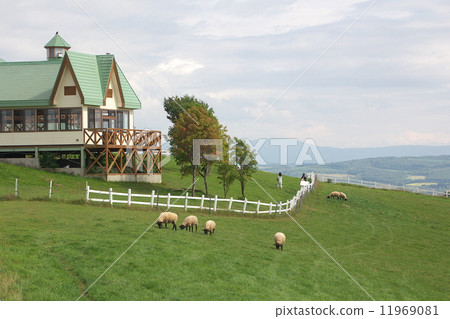 New Year's card material sheep 11969081