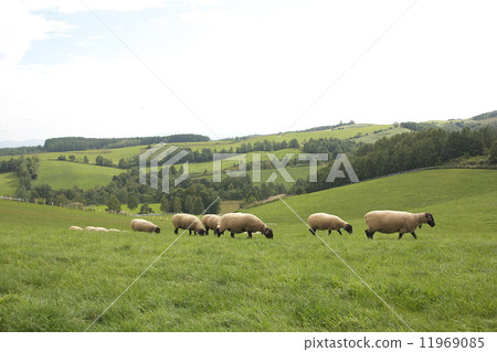 New Year's card material sheep New Year's card material sheep 11969085