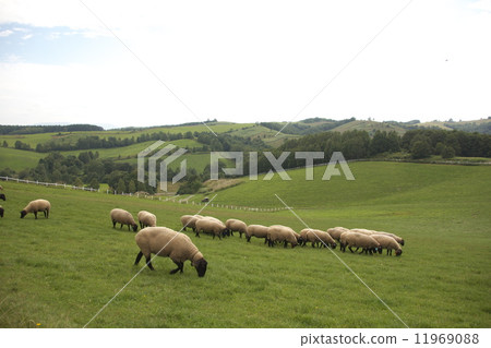 New Year's card material sheep New Year's card material sheep 11969088
