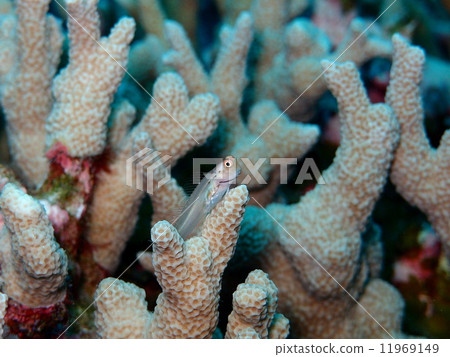 石垣青蛙 11969149