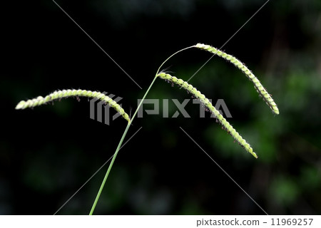White-tailed sparrow White-tailed sparrow 11969257