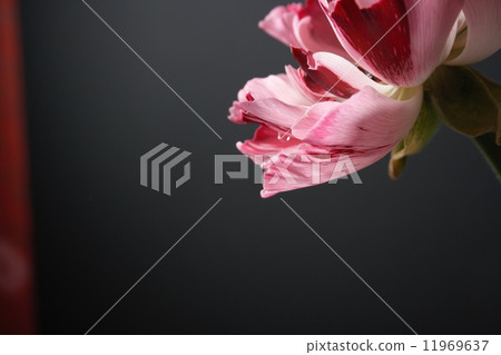 Pink and red flowers 01 Pink and red flowers 01 11969637