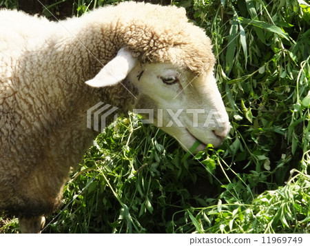 sheep sheep 11969749
