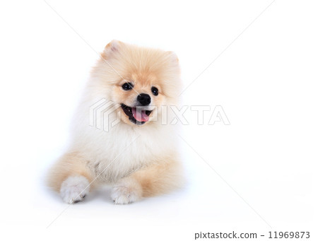 White pomeranian puppy dog isolated on white background 11969873