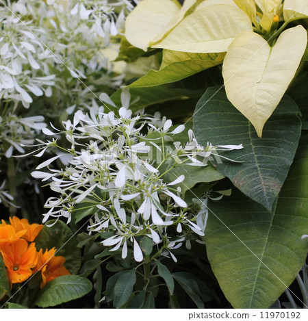 Euphorbia, Shirayukihime and Poinsettia 11970192