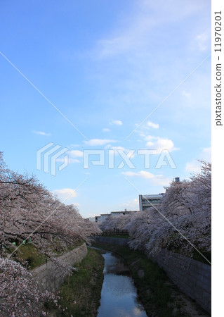Cherry blossoms along the river 11970201