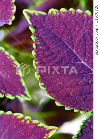 coleus close up for background 11970726