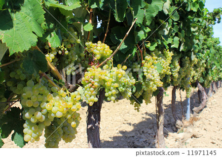 Winery field Provence region France Winery field Provence region France 11971145