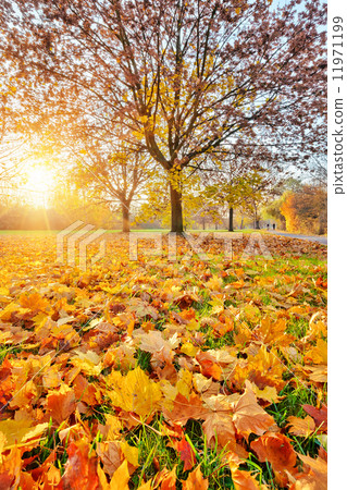 Sunny autumn foliage Sunny autumn foliage 11971199