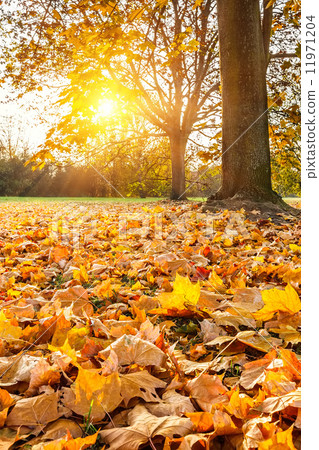 Sunny autumn foliage 11971204