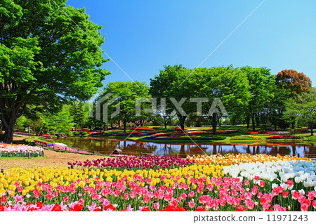 昭和紀念公園鬱金香 11971243