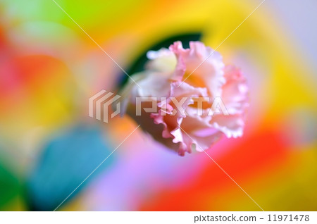 Flower image Flower image 11971478