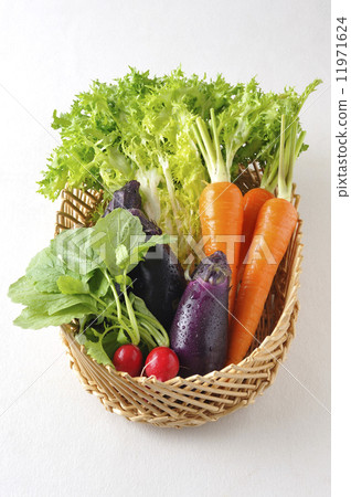 蔬菜品種3 11971624