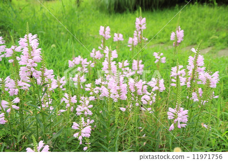 Hanatraneo的花朵 11971756