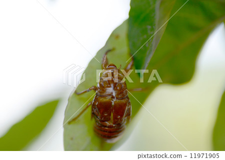 Cicada shell 11971905