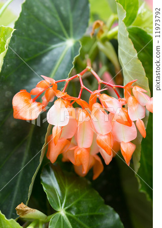 Begonia flowers Begonia flowers 11973792