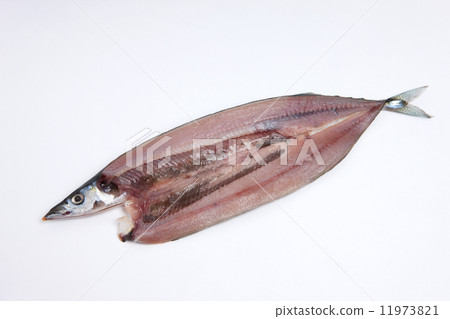Dried fish saury 11973821