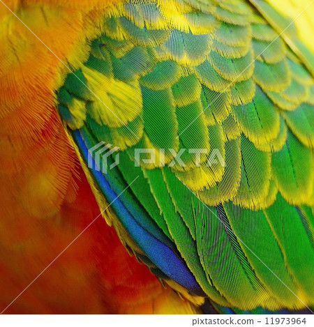 Sun Conure feathers Sun Conure feathers 11973964