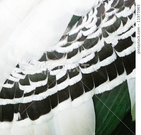 Painted Stork feathers Painted Stork feathers 11973965