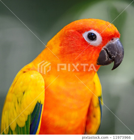 Sun Conure 11973966