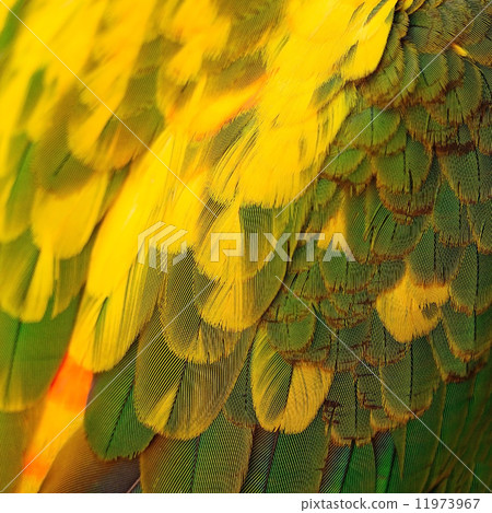 Sun Conure feathers Sun Conure feathers 11973967