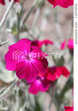 Waterwort花 11974056