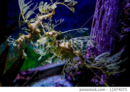 Leafy seadragon, Phycodurus eques - Leafy seadragon, Phycodurus eques - 11974073