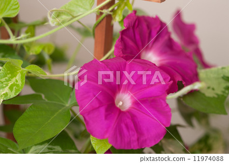 Flower of morning glory Flower of morning glory 11974088