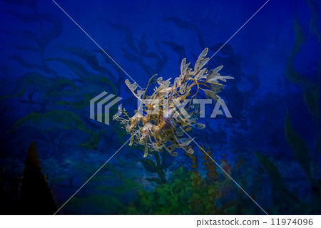 Leafy seadragon, Phycodurus eques - 90 11974096