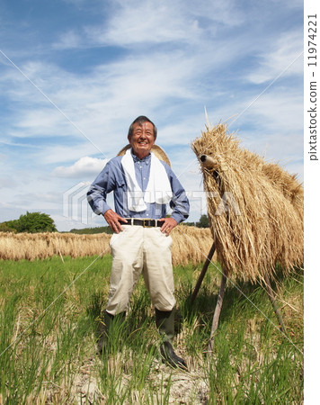The grandfather of a rice farmer standing in a rice field in autumn 11974221
