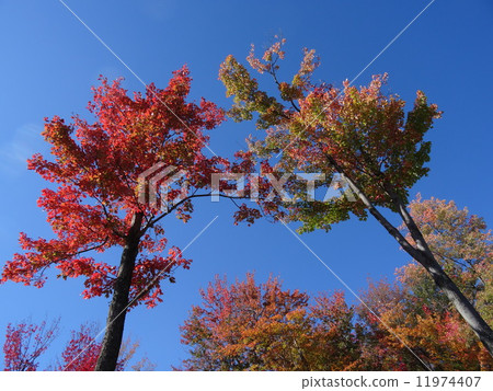 加拿大旅行在秋天 加拿大旅行在秋天 11974407