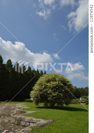 神奈川縣相模原公園法式花園9月 11974542