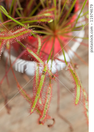 威爾士洋蔥 威爾士洋蔥 11974679