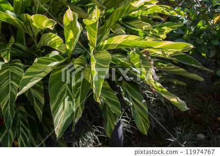 Ti Leaf 11974767