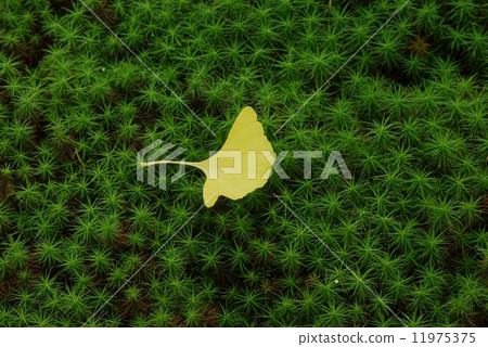 Leaves of ginkgo biloba and moss garden 11975375