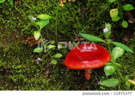 Red mushrooms 11975377