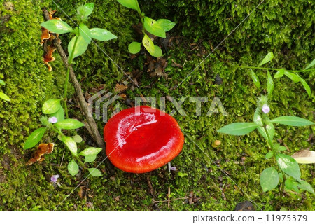Red mushrooms 11975379