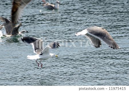 Seagull at the harbor Seagull at the harbor 11975415