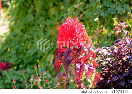 Hagiteito Hagiteito 11975561