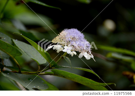 Tama Hydrangea flower 11975566